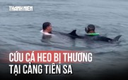 Cá heo nặng khoảng 200 kg bị thương, dạt vào cảng Tiên Sa