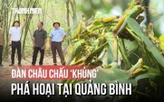 Châu chấu dày đặc bất thường, cắn phá cây luồng lấy măng ở Quảng Bình
