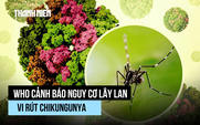 WHO cảnh báo nguy cơ bùng dịch vi rút chikungunya