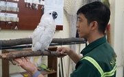 Ngắm 10 loài vẹt quý hiếm ở Thảo Cầm Viên 'bay về' từ nhiều nơi trên thế giới