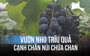 Vườn nho trĩu quả tuyệt đẹp cạnh chân núi Chứa Chan