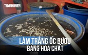 Hãi hùng cơ sở ‘làm đẹp’ ốc bươu bằng hóa chất