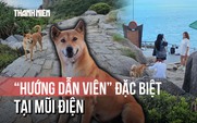 ‘Bạn chó Vàng’: Hướng dẫn viên thân thiện của du khách Mũi Điện
