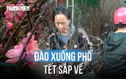 Người dân TP.HCM sắm đào sớm đón tết