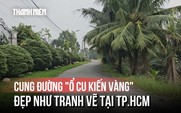 Cung đường thanh bình, mướt mát ở TP.HCM: Vì sao gọi tên 'Ổ Cu Kiến Vàng'?