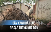 Lời kể vụ cây xanh ngã đè sập tường nhà dân, người đàn ông thoát nạn gang tấc
