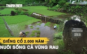 Giếng cổ ngàn năm ở Quảng Trị nuôi dưỡng loại rau mang về 5 tỉ đồng mỗi năm
