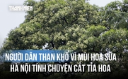Tranh cãi mùi hoa sữa: Thoảng qua thì thơm, ở gần lại thành nỗi khổ