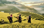 Đỉnh Mâm Xôi ở Mù Cang Chải rực vàng mùa lúa chín