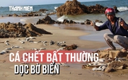 Bất thường: Cá chết la liệt, bốc mùi hôi thối dọc 1km bờ biển Quảng Trị