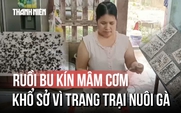 Ruồi bu kín mâm cơm, buôn bán ế ẩm vì trang trại nuôi gà ở Quảng Trị