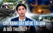 Cây xanh gãy đổ làm hư hỏng tài sản, ai bồi thường?