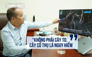 Chuyên gia: Muốn biết cây xanh có nguy cơ gãy, đổ, hãy nhìn ngay những vị trí này