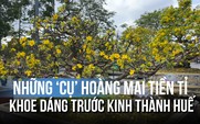 Những ‘cụ’ hoàng mai tiền tỉ khoe dáng trước Kinh thành Huế