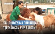 Gia đình ngựa lùn Thảo Cầm Viên và câu chuyện hạnh phúc giản dị giữa phố