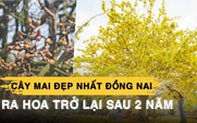 Cây mai đẹp nhất Đồng Nai ra hoa trở lại sau 2 năm ‘tiếc thương’ ông chủ