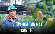 Mất tết vì hàng nghìn gốc hoa ly, hoa hồng bị phá hoại