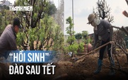 Bà con Nhật Tân tất bật trồng đào sau Tết: Lo lắng cây khô nhựa hơn do thời tiết