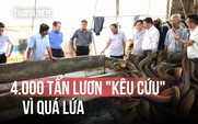 4.000 tấn lươn quá lứa, nông dân lỗ thấu xương: 'Giải cứu' như thế nào?