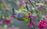 Ngắm những bức ảnh động vật hoang dã gây cười trong giải thưởng quốc tế