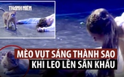 Mèo 'phá đám' màn kết bi thảm trong vở diễn Romeo và Juliet
