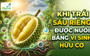 Cùng sống xanh số 151: Khẳng định chất lượng trái sầu riêng từ canh tác vi sinh
