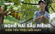 Leo cây ‘hái tiền’: Nghề thu hoạch sầu riêng kiếm tiền triệu mỗi ngày ở Lâm Đồng