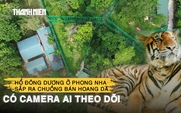 Hổ Đông Dương ở Phong Nha sắp ra chuồng bán hoang dã có camera AI theo dõi