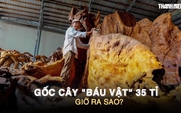 Gốc cây ‘báu vật’ 35 tỉ đồng từng gây xôn xao miền Tây, giờ ra sao?