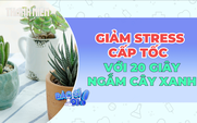 Giảm stress cấp tốc với 20 giây ngắm cây xanh