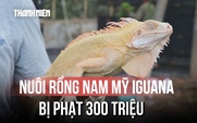 Người đàn ông nổi tiếng trong giới nuôi rồng Nam Mỹ, vì sao bị phạt 300 triệu đồng?