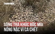 Sông Trà Khúc bốc mùi hôi thối vì cá chết mắc cạn giữa các ao tù