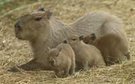 Tranh cãi về quyết định tránh thai, triệt sản loài capybara