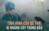 Tình hình hiện tại của bé trai bị nhánh cây gãy rơi trúng đầu