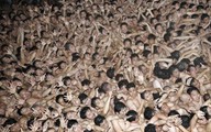 Hàng ngàn nam giới Nhật Bản tham gia ‘lễ hội khỏa thân’, 6 người nhập viện