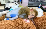 Khỉ bị cắt đuôi, liệt 2 chân: Sự thật phía sau khiến nhiều người xót xa