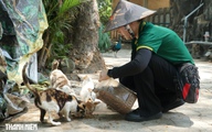 Chuyện về 100 con mèo hoang 'không hộ khẩu' ở Thảo Cầm Viên Sài Gòn