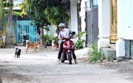 Nhận hơn 55 đơn phản ánh 'nỗi khiếp sợ', lực lượng chức năng vây bắt chó thả rông