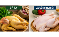 Gà ta có bổ hơn gà công nghiệp? Chuyên gia dinh dưỡng giải đáp