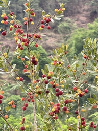 Ngọt ngào mùa thanh mai rừng ở huyện đảo Vân Đồn
