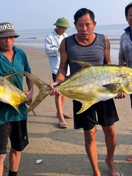 Ngư dân Hà Tĩnh trúng mẻ cá chim vây vàng hơn 1 tấn