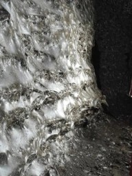 Điều bất ngờ bên trong mạng nhện lớn nhất thế giới