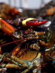 Lô tôm hùm sống trị giá 400.000 USD 'biến mất' trên đường giao đến siêu thị