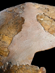 Người Neanderthal và người hiện đại đã có con với nhau từ 140.000 năm trước