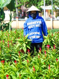 Làng hoa Gia Kiệm rộn ràng vụ tết: 3 thế hệ chăm hoa đón xuân