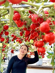 Một hạt giống 24.000 đồng: Giàn cà chua bạch tuộc đỏ rực sân thượng ở TP.HCM