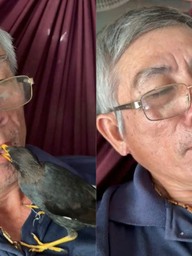 Chim sáo mỏ vàng tự bay đến 'ở nhờ', quấn quýt bên ông lão như người thân