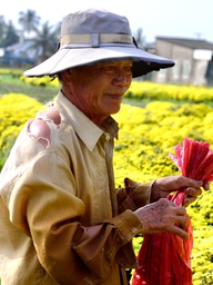 Bí mật đằng sau sợi dây màu đỏ trên chậu hoa tết nở sớm ở Chợ Lách