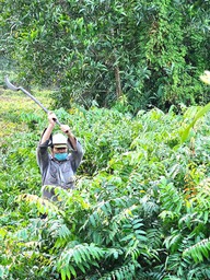 'Lóc cóc leng keng qua ngày': Kiếp mưu sinh với rau đọt choại giữa rừng sậy ở TP.HCM