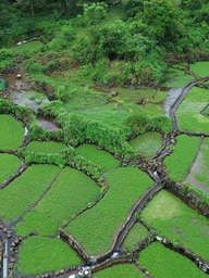 Mối lương duyên 'độc nhất vô nhị' giữa giếng cổ Chăm ngàn năm và loại rau lạ